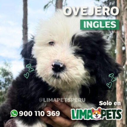 Ovejero Ingles