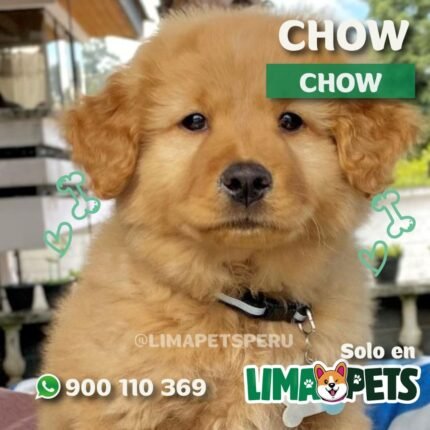 Chow Chow