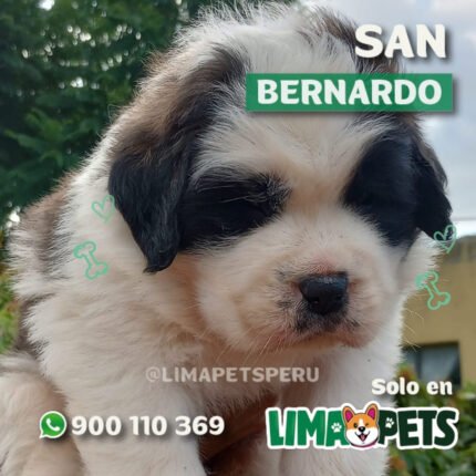 San Bernardo