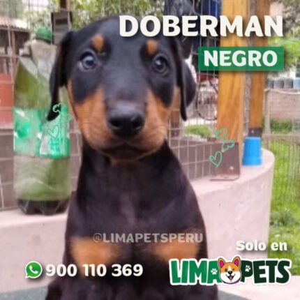 Doberman Negro