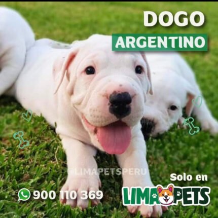 Dogo Argentino