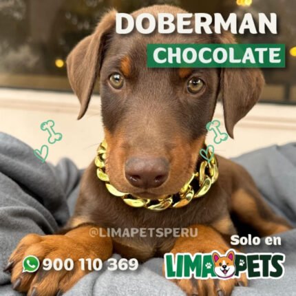 Doberman Chocolate
