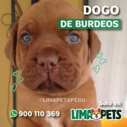 Dogo De Burdeos