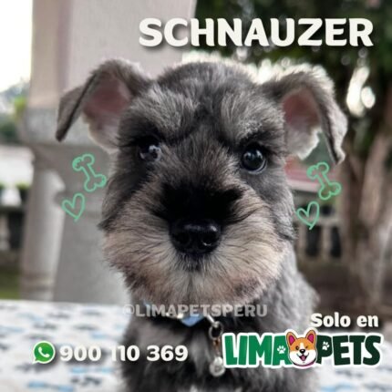 Schnauzer