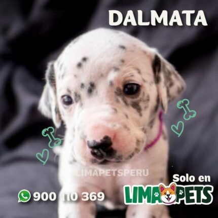 Dalmata