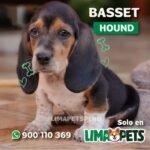 Basset hound
