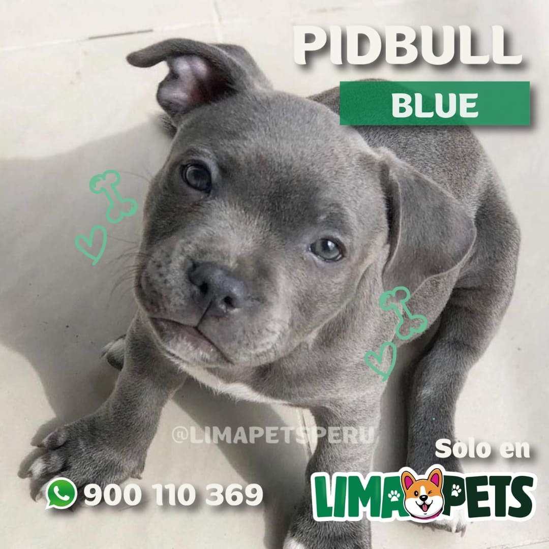 pidbull blue (4)