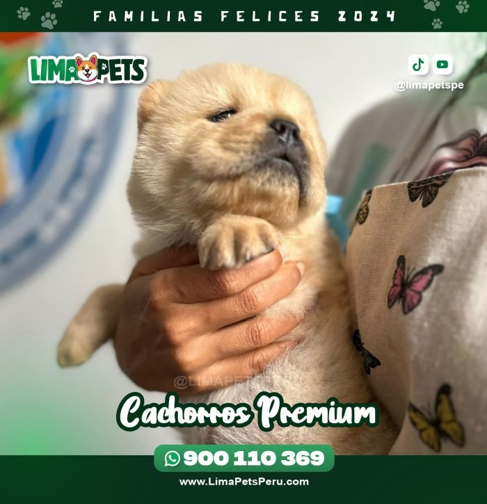 002 LimaPets (10)