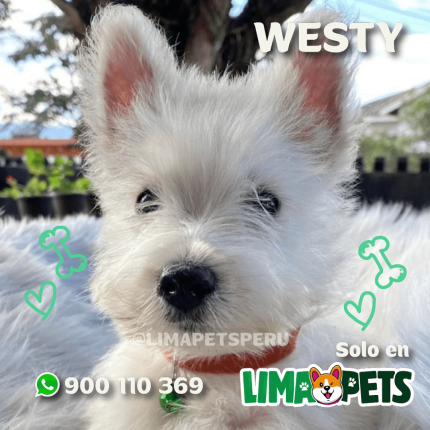 Westy