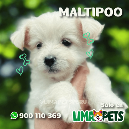 Maltipoo
