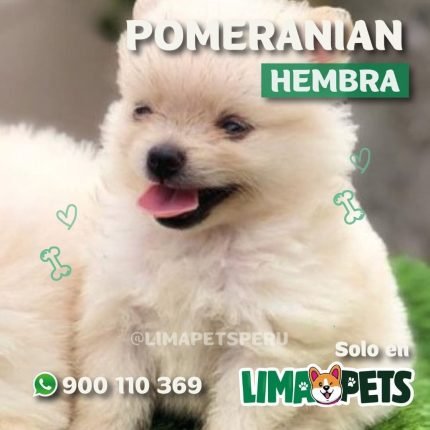 Pomeranian Hembra