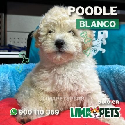 Poodle Blanco
