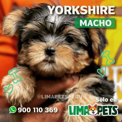 Yorkshire Macho