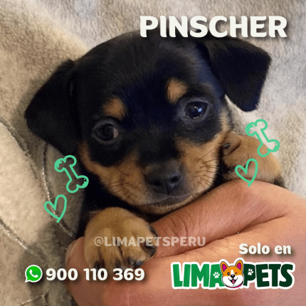 Pinscher