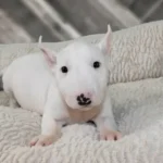 Bull Terrier