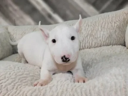 Bull Terrier