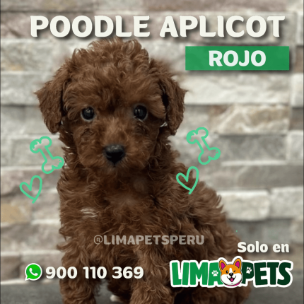 Poodle Apricot Rojo