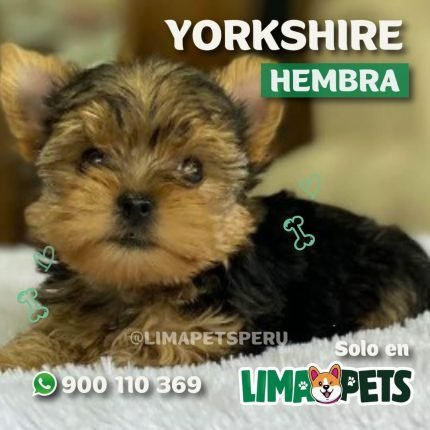 Yorkshire